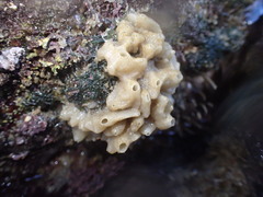 Calcarea