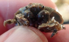 Eurynolambrus australis