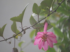 Passiflora cumbalensis