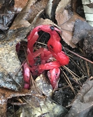Monotropa coccinea