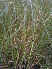 Carex rostrata