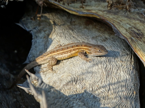 Sceloporus subniger