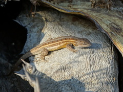 Sceloporus subniger