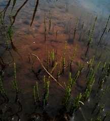Equisetum fluviatile
