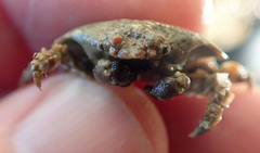 Eurynolambrus australis