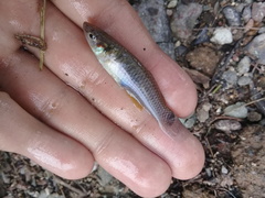 Pseudoxiphophorus bimaculatus