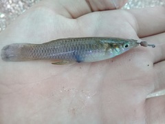 Pseudoxiphophorus bimaculatus