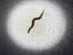 Rhynchodemus sylvaticus