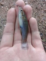 Pseudoxiphophorus bimaculatus