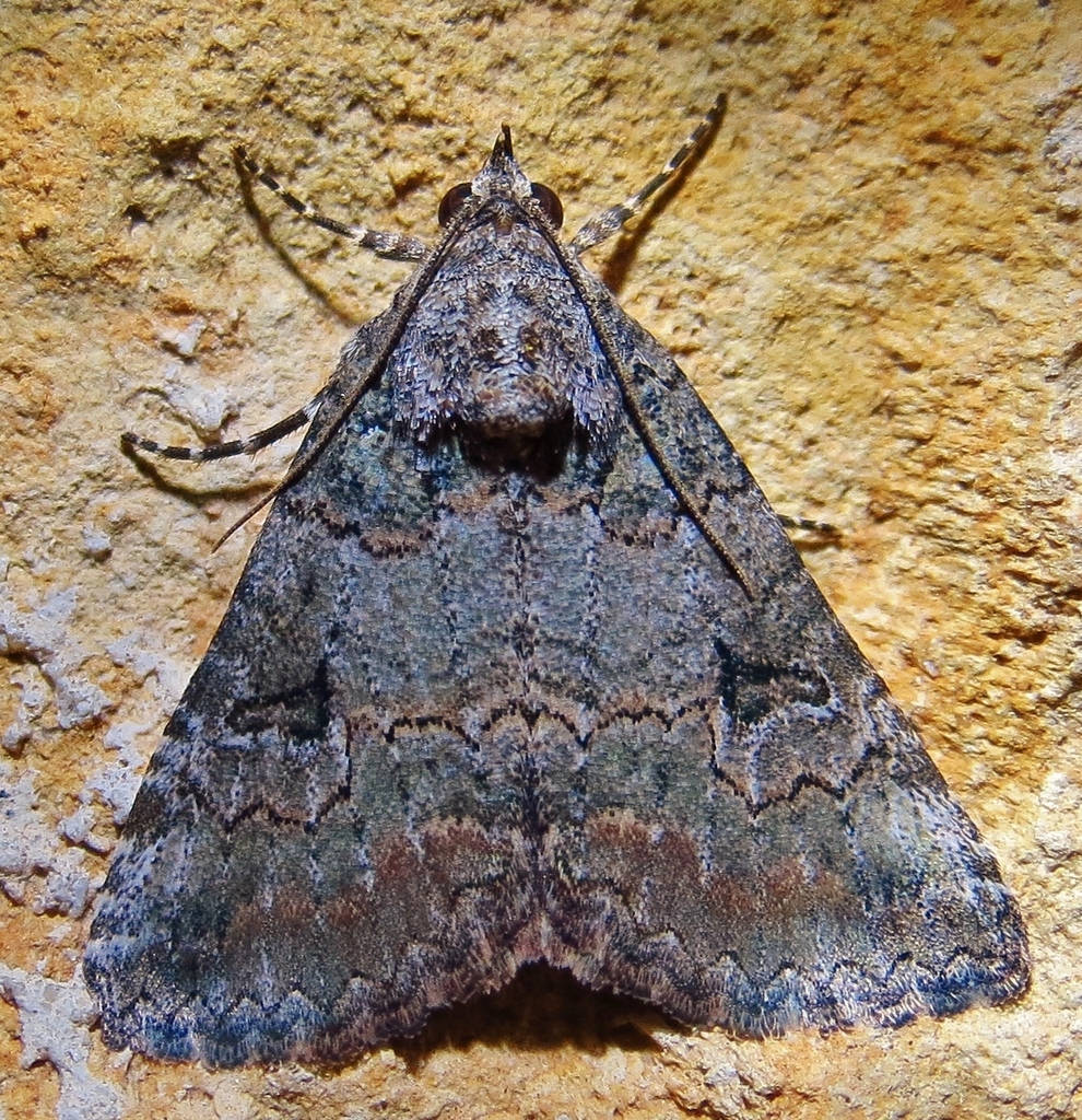 Eubolina moth