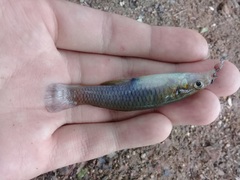 Pseudoxiphophorus bimaculatus