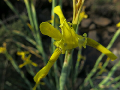 Image of Moraea huttonii by no rights reserved