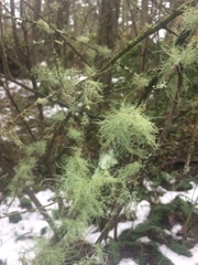 Usnea flavocardia