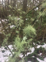 Usnea flavocardia