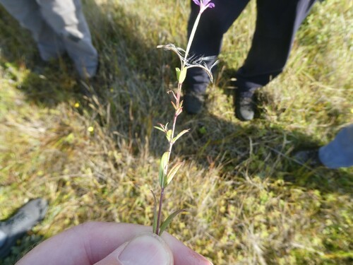 Image of Epilobium obscurum by no rights reserved