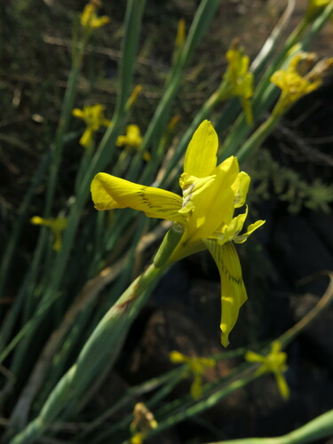 Moraea huttonii, photograph 5
