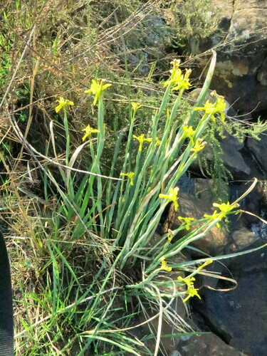 Moraea huttonii, photograph 3