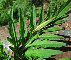 Oecanthus longicauda