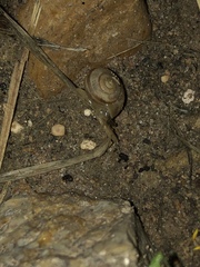 Praticolella mexicana