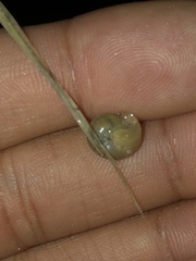 Praticolella mexicana