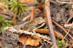 Lithobates sylvaticus image