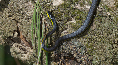 Common Tree Snake sighting