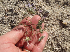 Eriastrum eremicum eremicum
