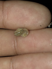 Praticolella mexicana