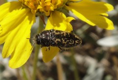 Acmaeodera labyrinthica