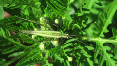 Oecanthus longicauda