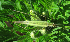 Oecanthus longicauda