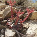 Arizona Chalk Dudleya - Photo (c) Luke Armstrong, some rights reserved (CC BY-NC), uploaded by Luke Armstrong