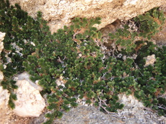 Selaginella eremophila