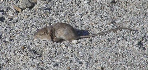 San Diego Pocket Mouse