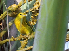 Setophaga petechia rufivertex