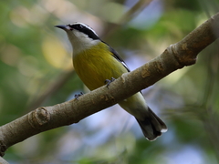 Coereba flaveola caboti