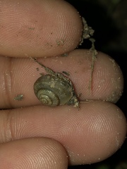 Praticolella mexicana