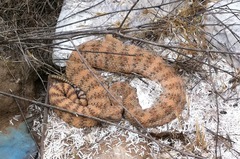 Crotalus pyrrhus
