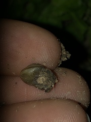 Praticolella mexicana