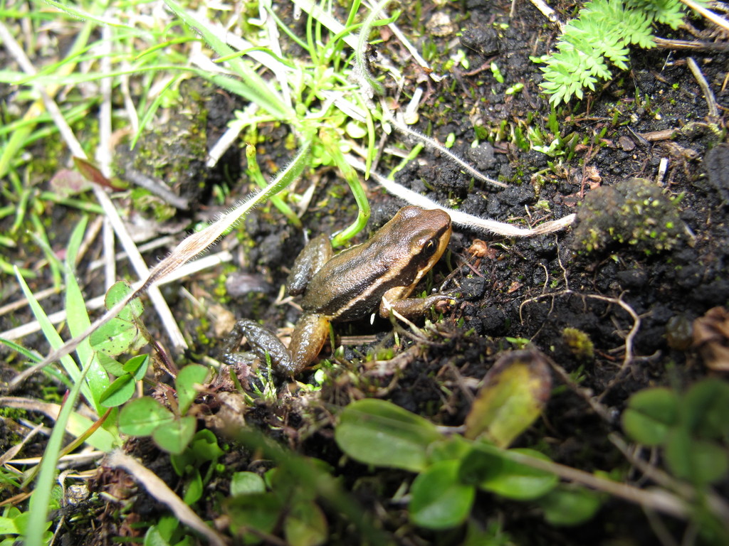 South American Rocket Frog