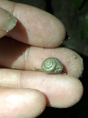 Praticolella mexicana