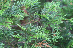 Libocedrus bidwillii