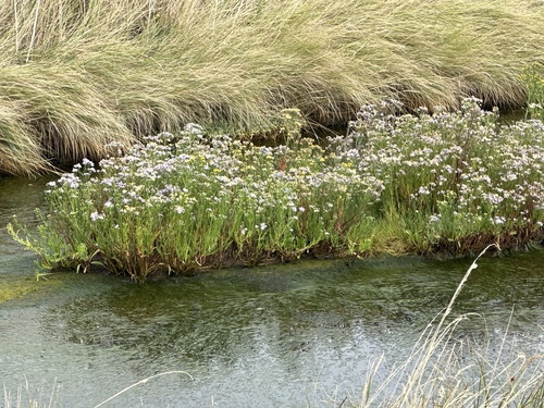 Sea Aster