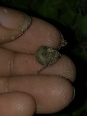 Praticolella mexicana