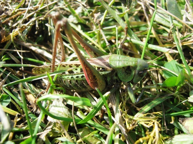 Decticus nigrescens