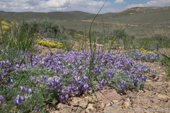 Lupinus breweri bryoides