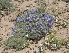Lupinus breweri bryoides