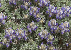 Lupinus breweri bryoides