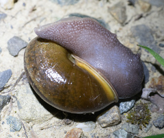 Helminthoglypta diabloensis