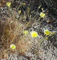 Malacothrix glabrata